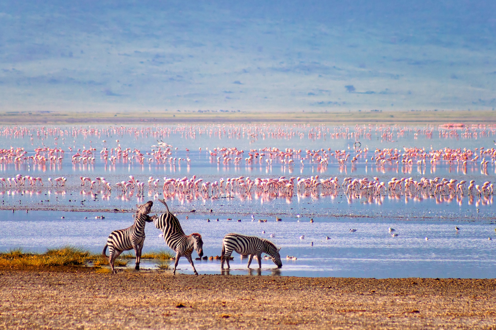 Zebras and Flamingos at The Ngorongoro Crater, Tanzania