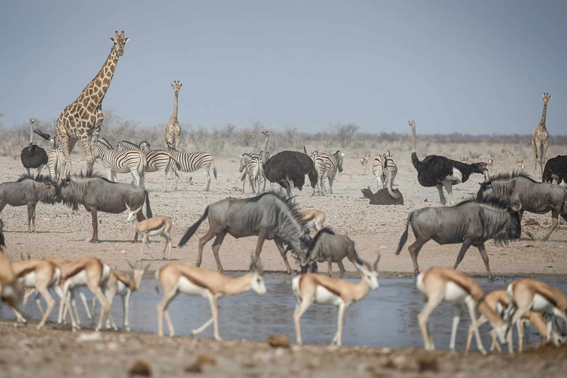 Animals drinking at water hole in Namibia taken by wildlife photographer James Suter