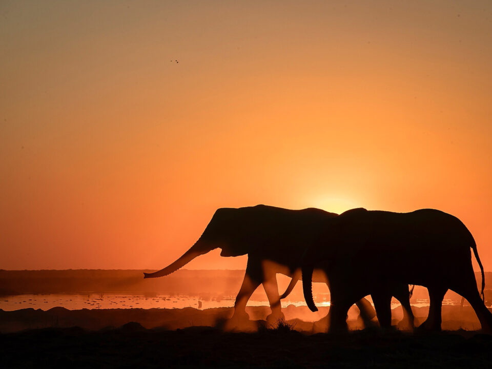 Elephants walking silhouette during sunset