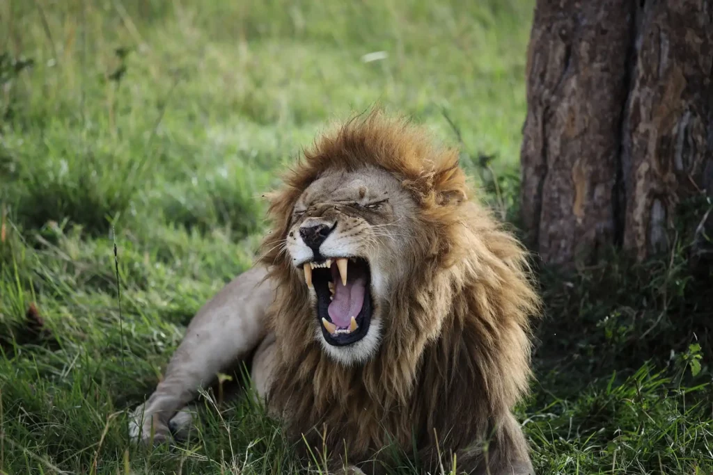 Lion roaring