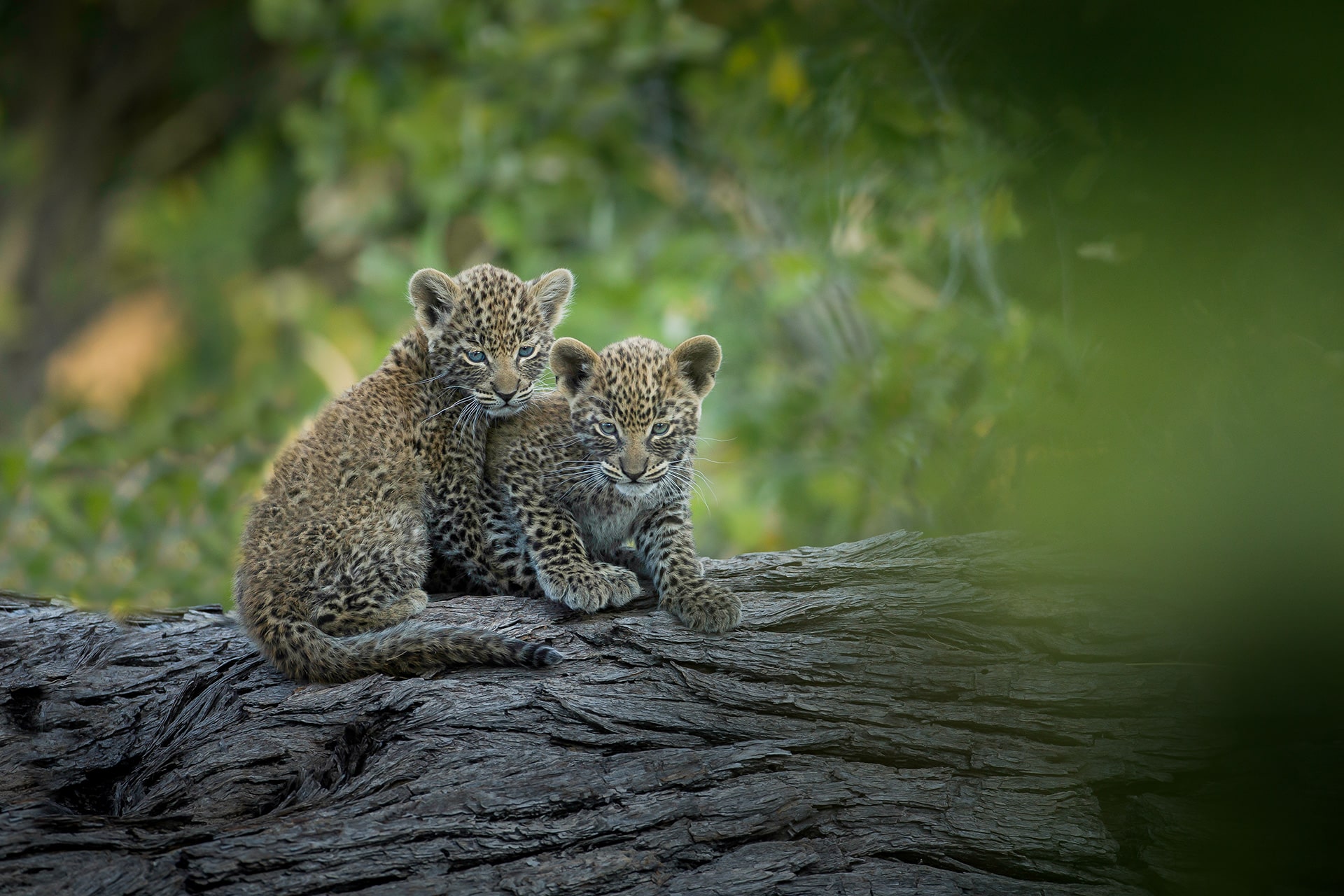 Leopard cubs in the Okavango Delta