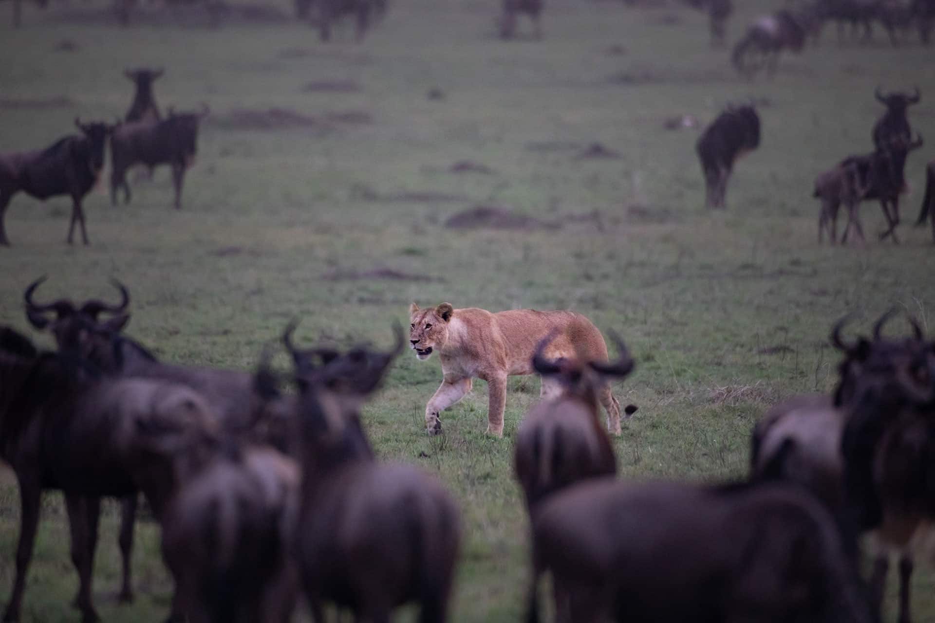 Legendary Serengeti Mobile Camp, Best Tanzania Safari Lodges