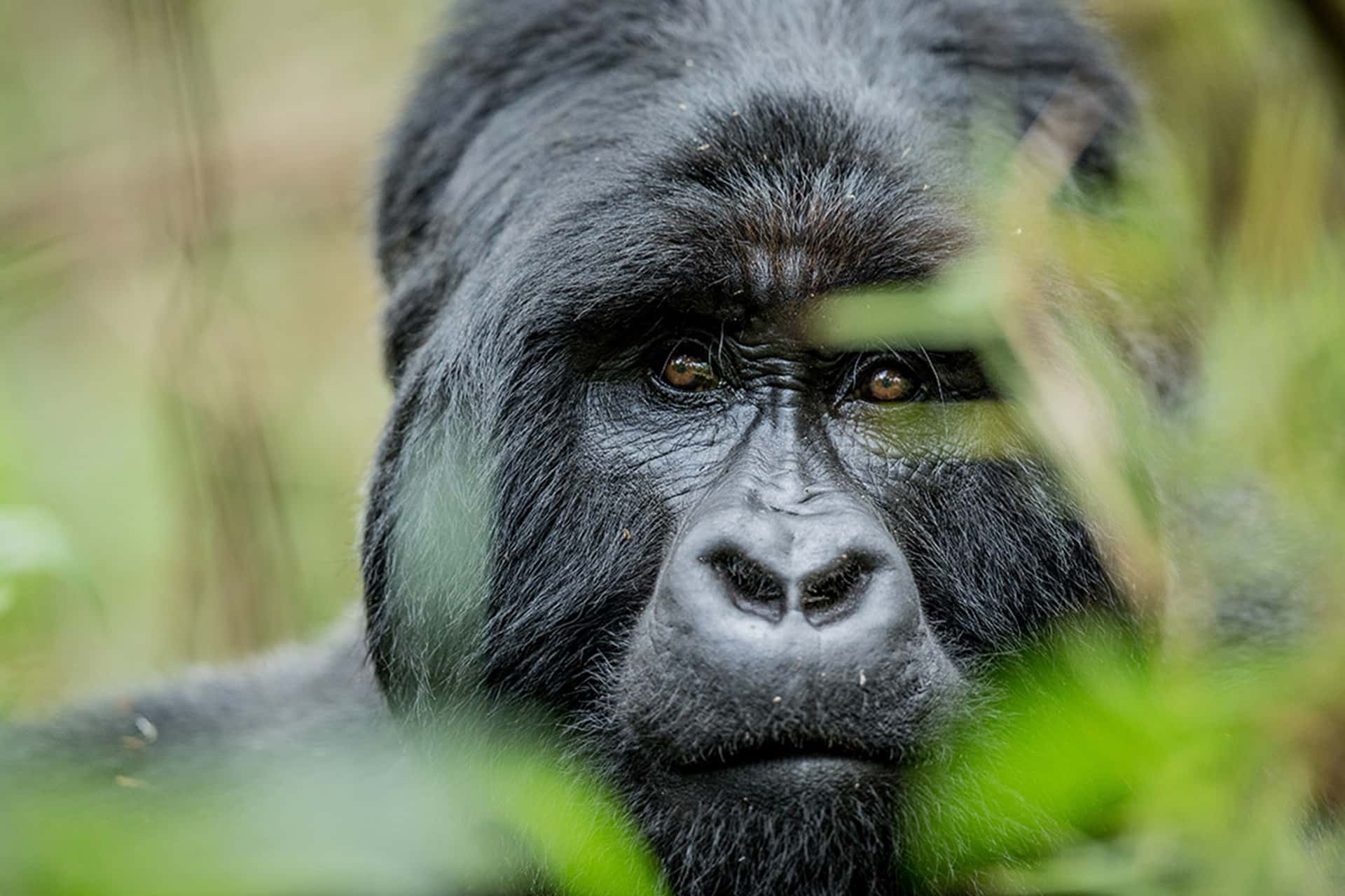 A silverback gorilla in Volcanoes National Park taken by wildlife photographer James Suter