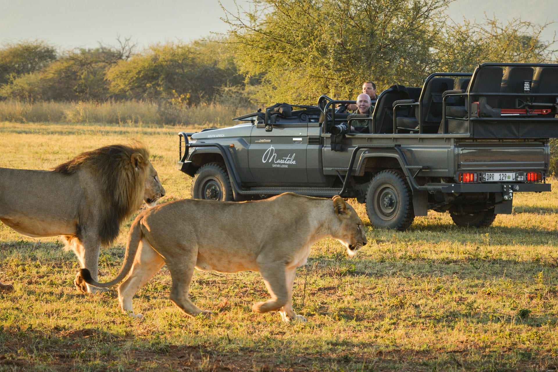Lions at Marataba, one of the lodge's in the MORE group that has sustainable travel