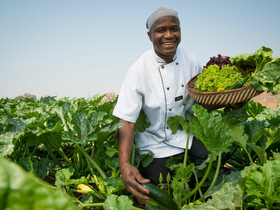 Male Chef in the Middle of A vegetable garden - part of sustainable travel