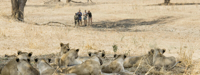 Walking-Safaris