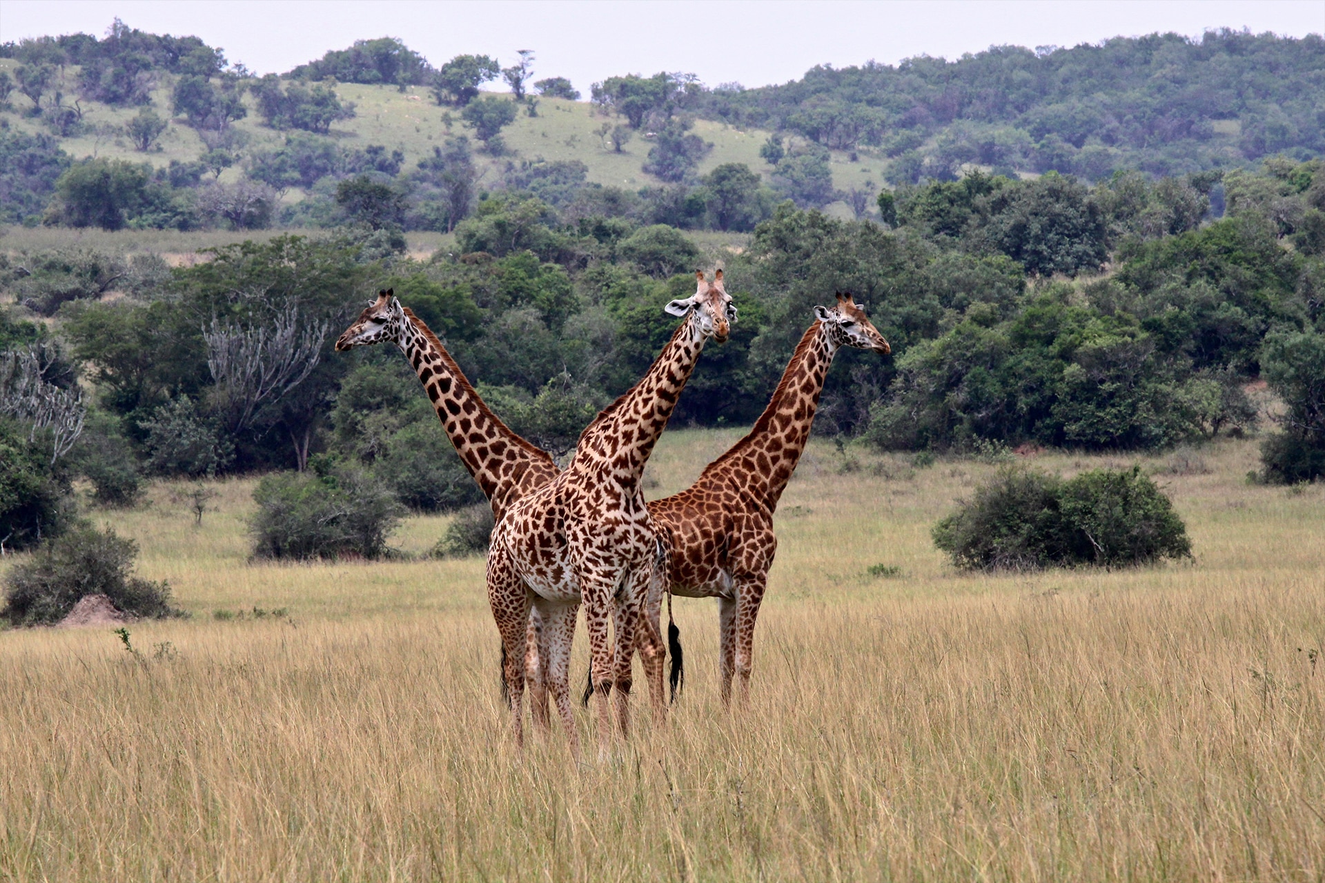 A group of giraffes standing together in Akagera National Park, Rwanda. The giraffes are surrounded by tall grass and a backdrop of rolling hills and dense greenery.