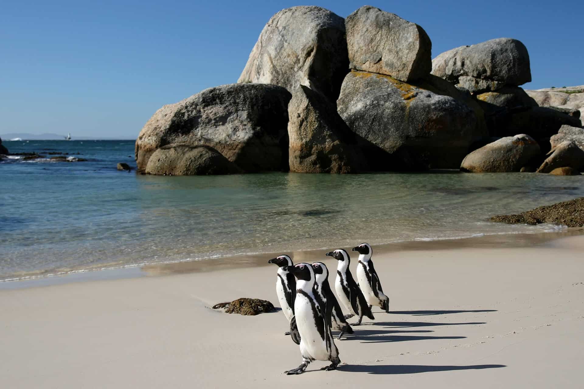 Penguins on Boulders Beach near Cape Town, South Africa