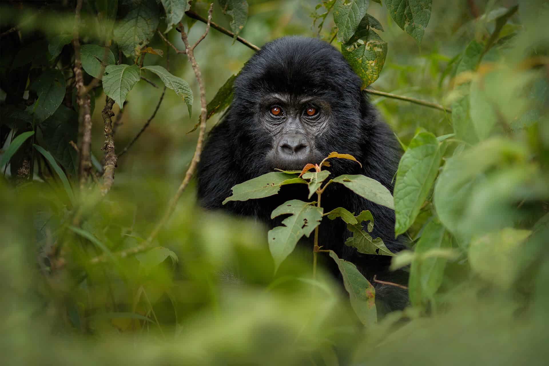 A mountain gorilla in the middle of the forest in Volcanoes National Park, in Rwanda.