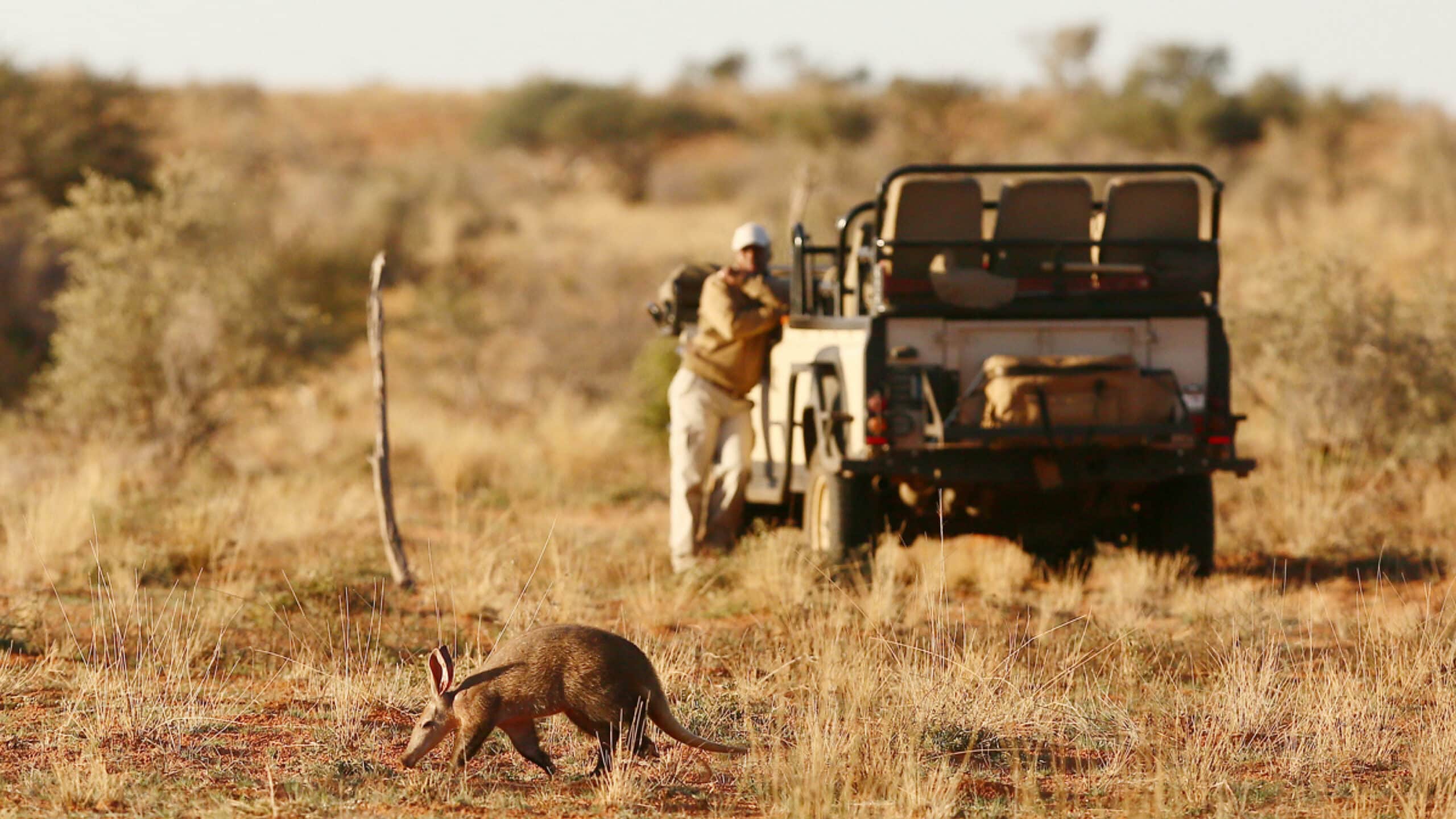 An aardvark and a game drive vehicle on a safari in the Kalahari. Future of Travel Post-COVID