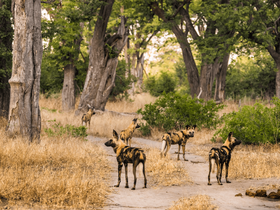 A pack of wild dog in Hwange National Park, Zimbabwe