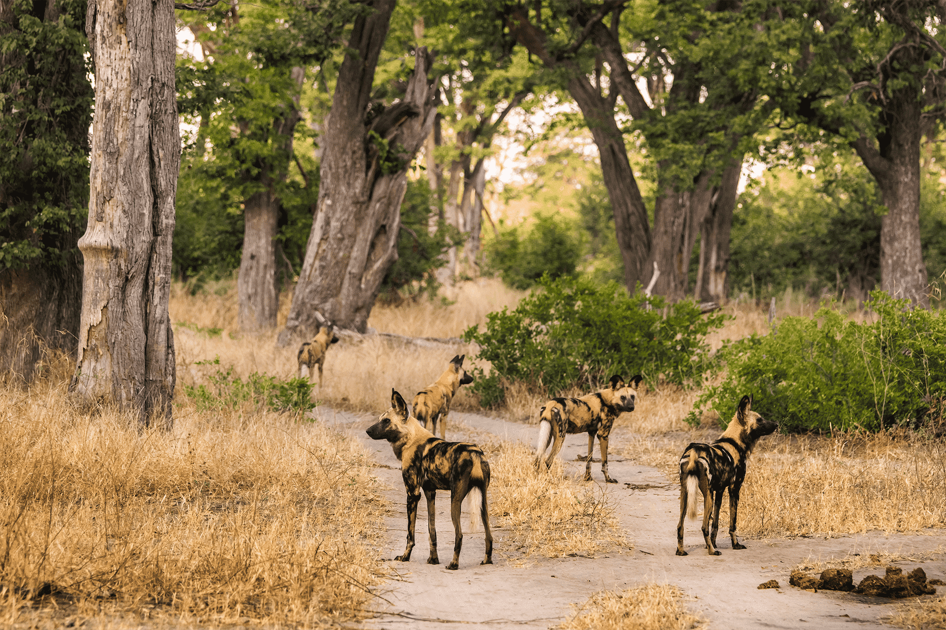 A group of African wild dogs waling around trees and vegetation in the Hwange National Park, Zimbabwe.