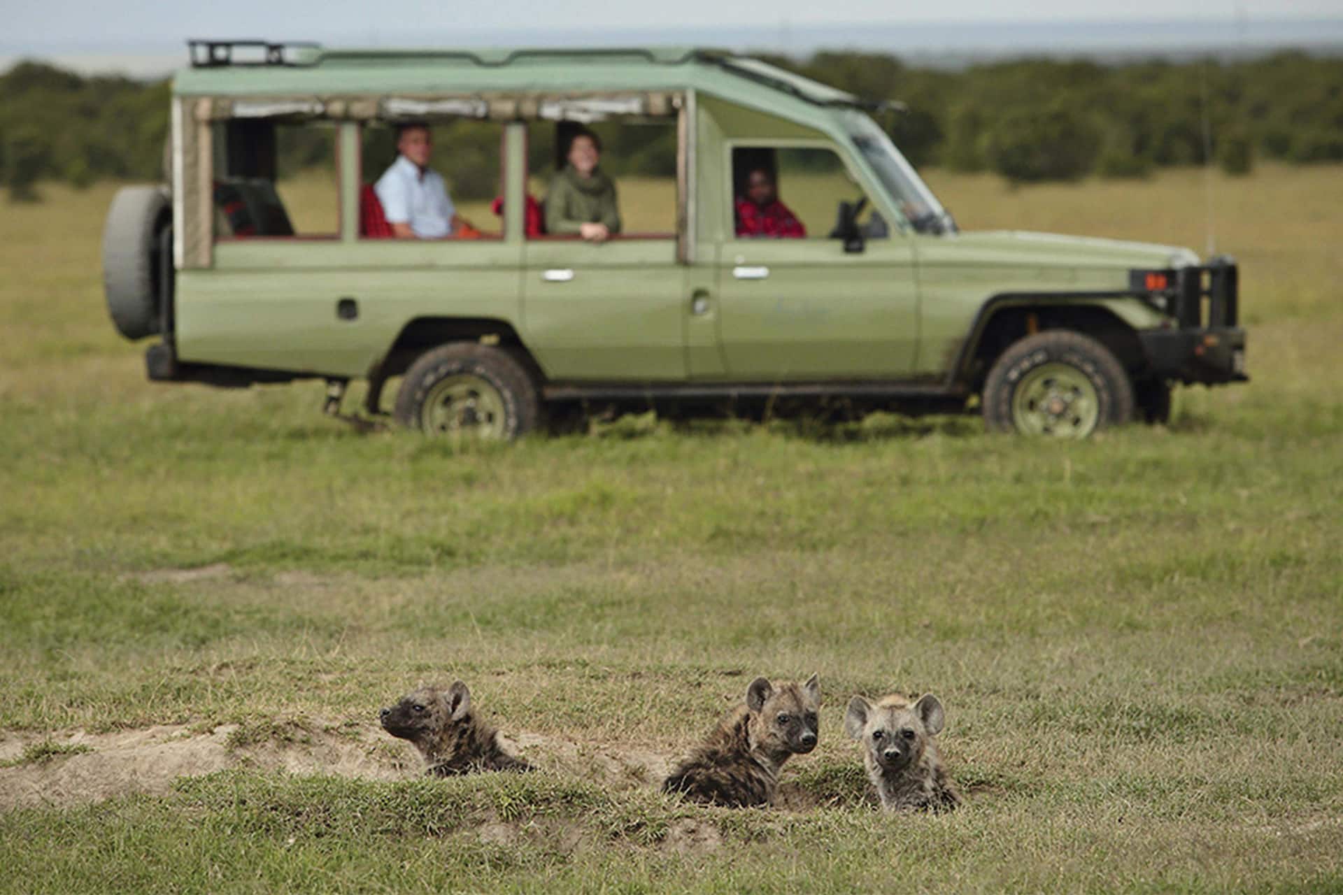 Three hyenas in a den with electric safari vehicle behind