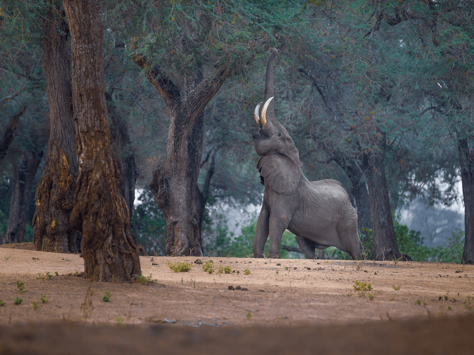 Elephant in Mana Pools National Park