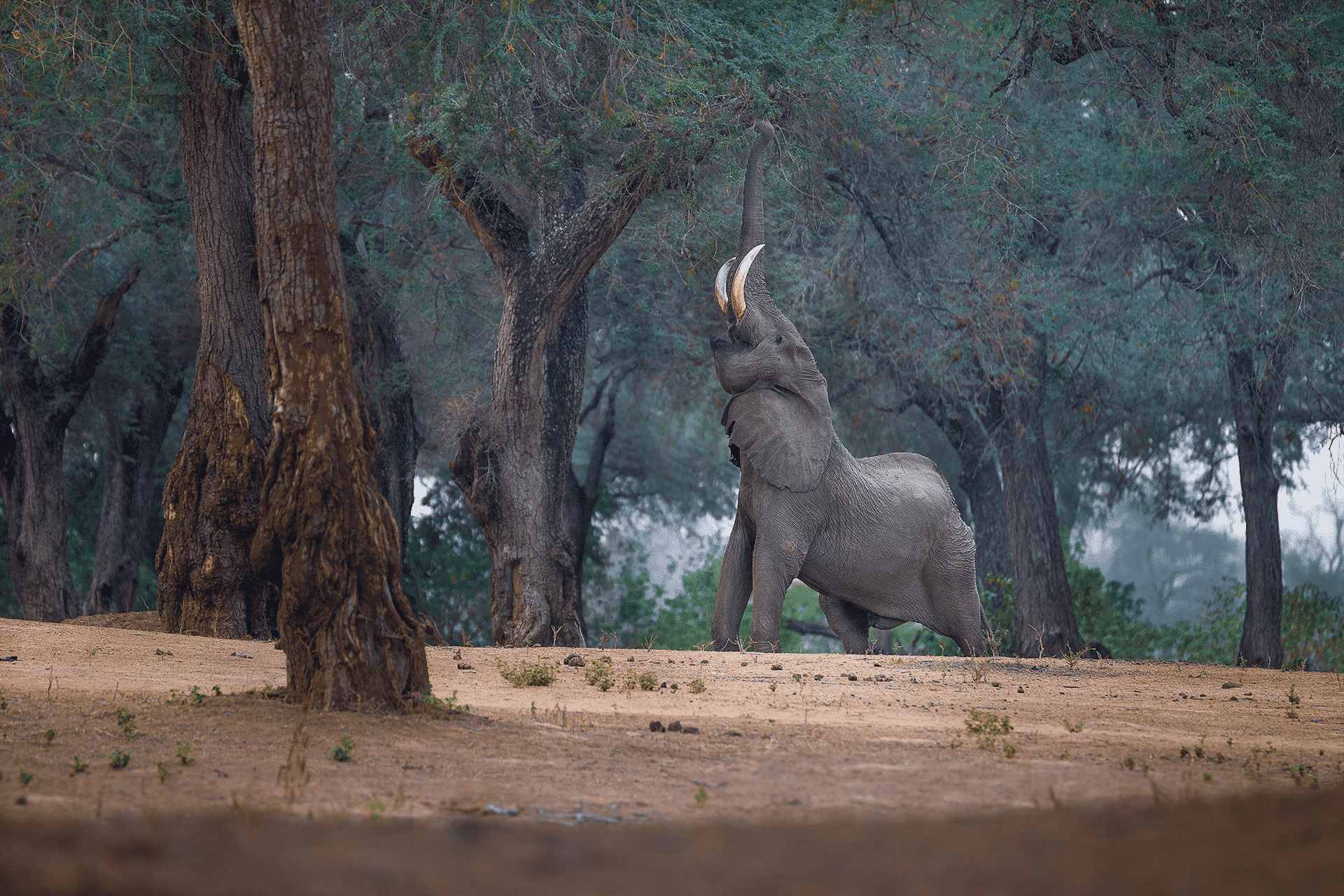 Elephant in Mana Pools National Park