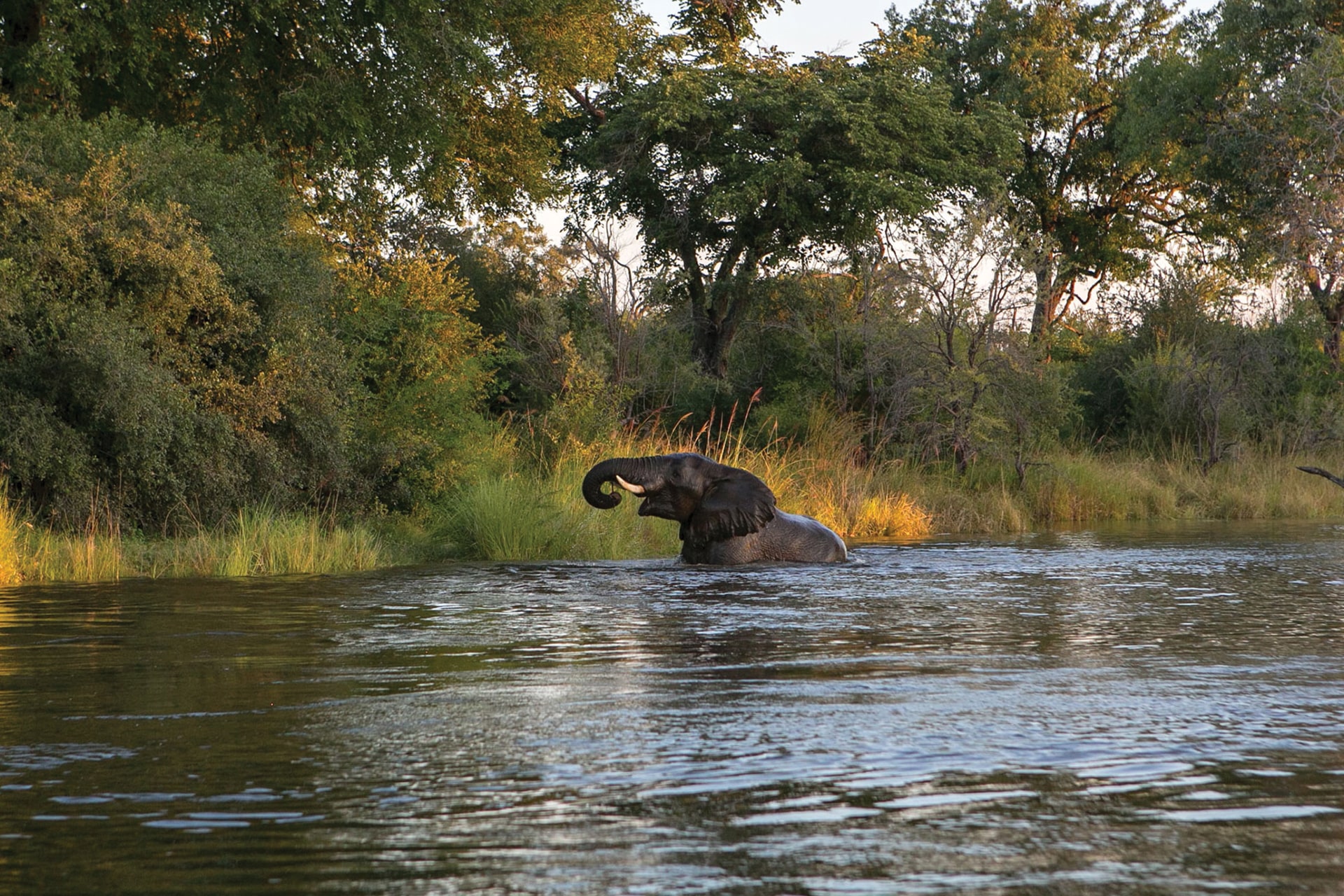 Elephant bathing and relaxing in the river of the Zambezi National Park, in Zimbabwe.