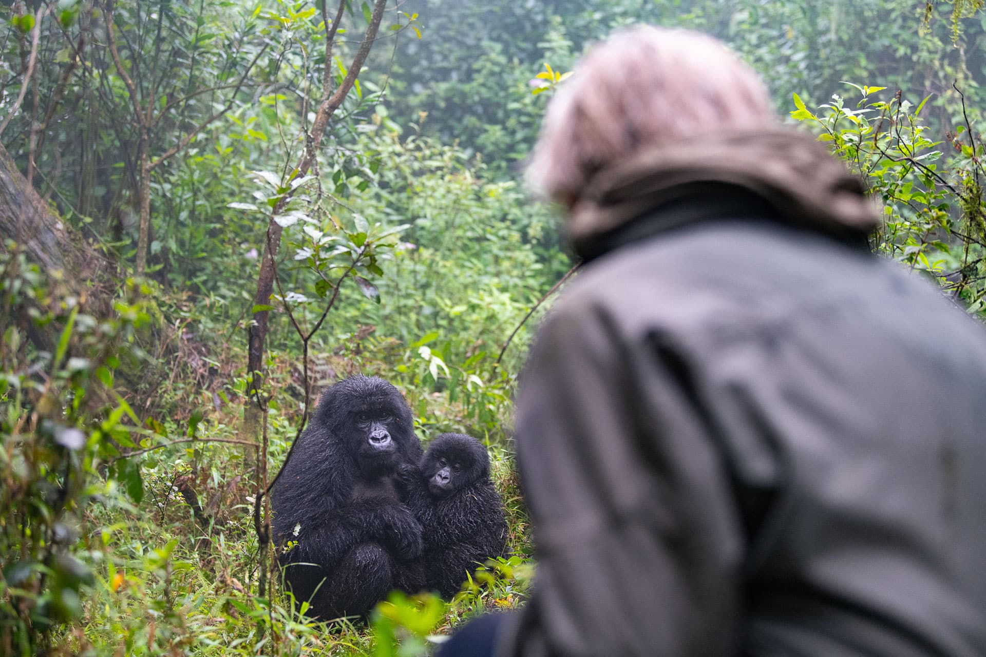 A person and two gorillas from the Sabyinyo gorilla family in Rwanda