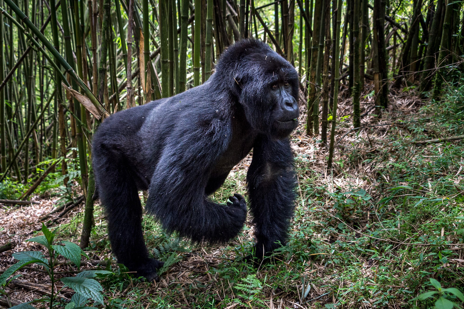 A large silverback gorilla walking through the forest