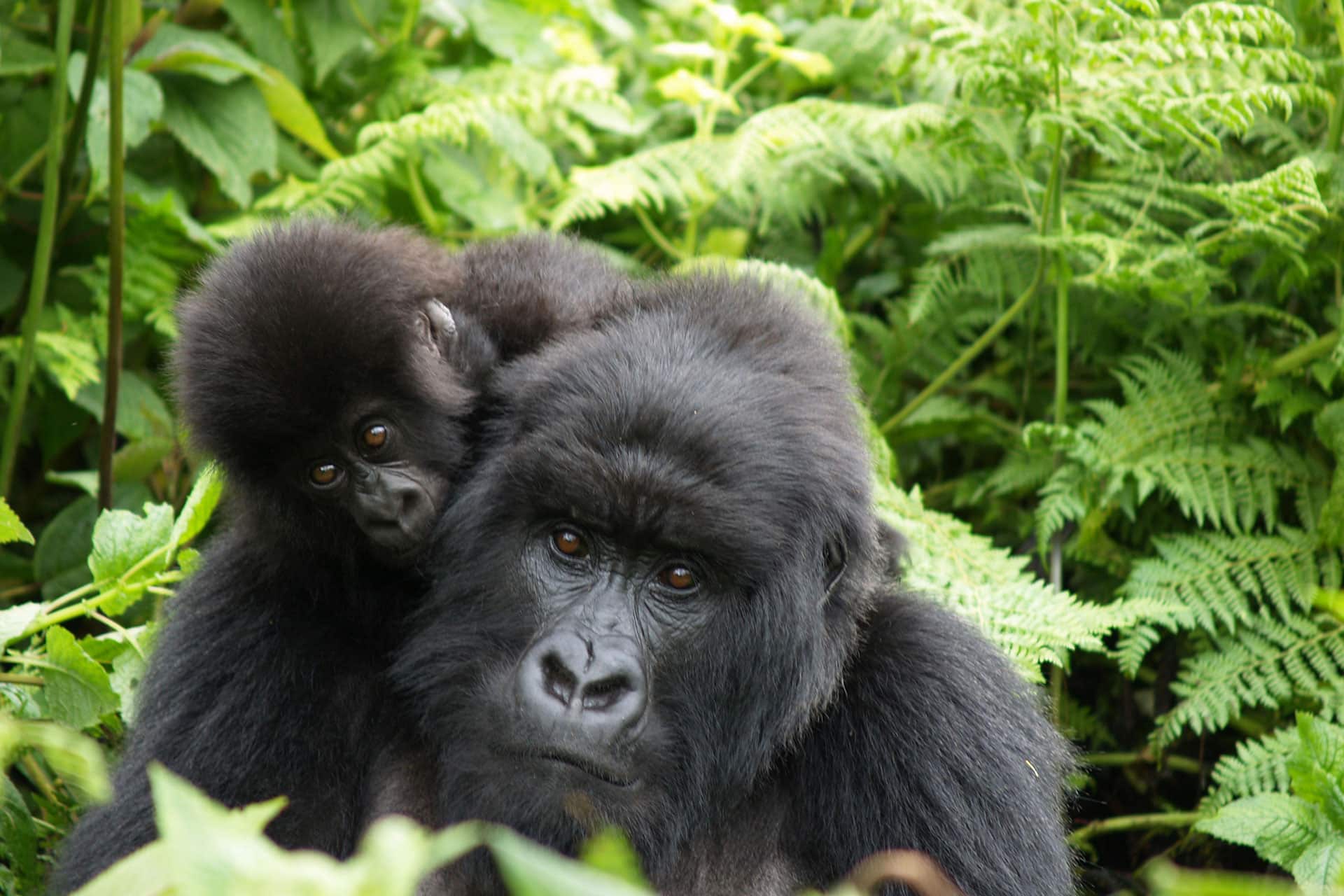 An adult gorilla carrying a baby gorilla from the Kwitonda gorilla family in Rwanda