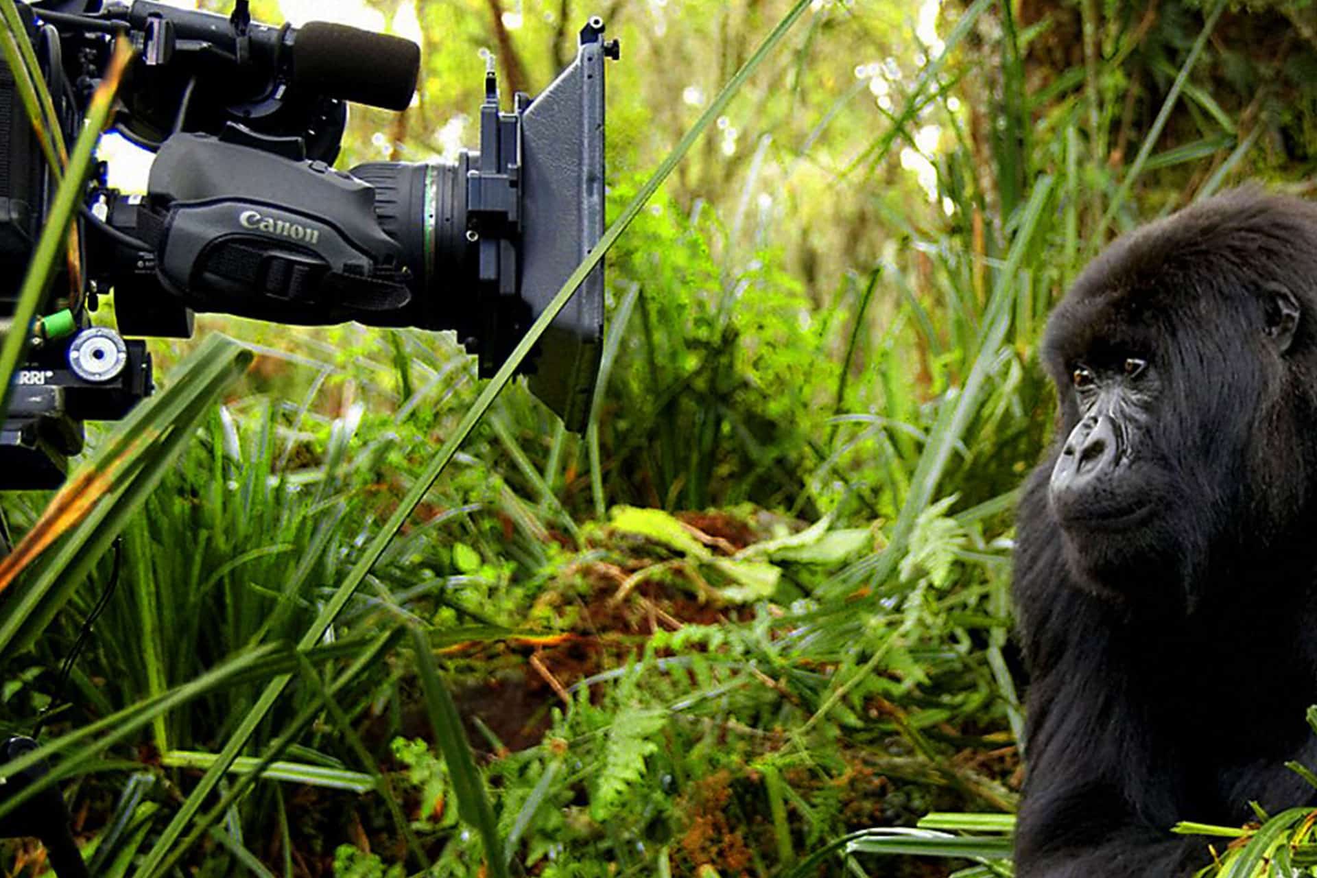 A gorilla from the Titus gorilla family in Rwanda looking into a camera in the jungle
