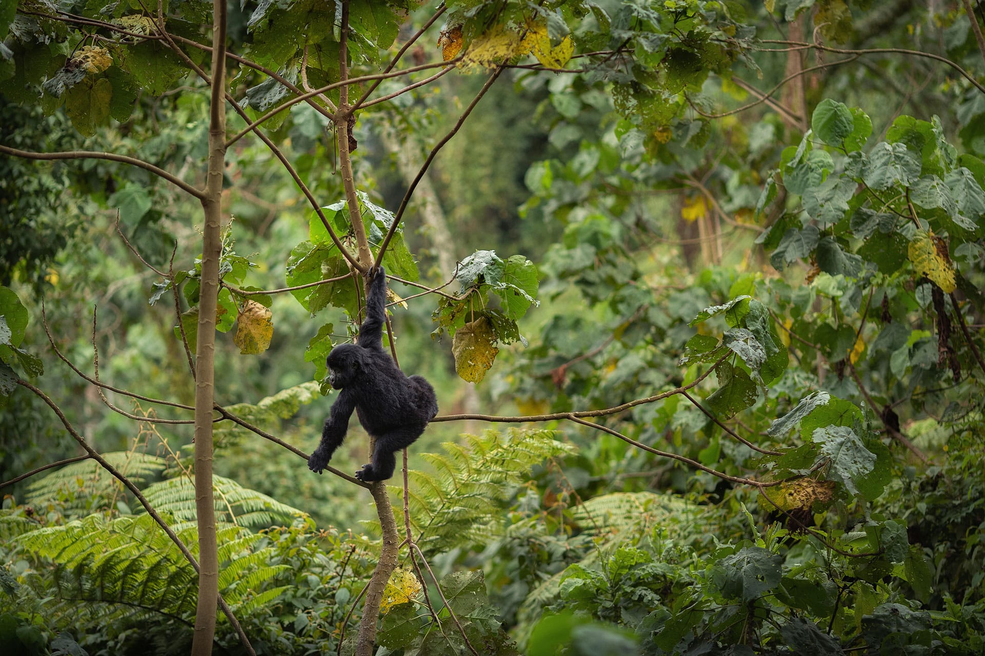 A young mountain gorilla in Volcanoes National Park, Rwanda