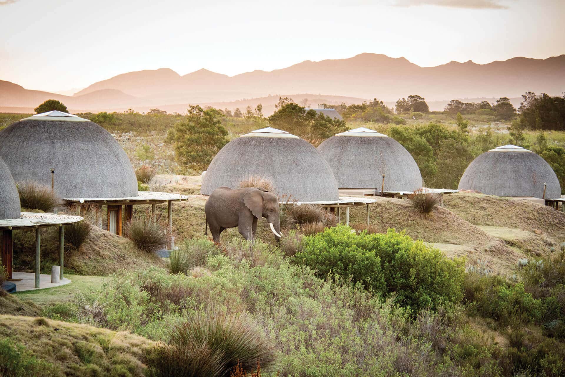 An elephant grazing outside the lodge suites at Gondwana Game Reserve located along South Africa's Garden Route