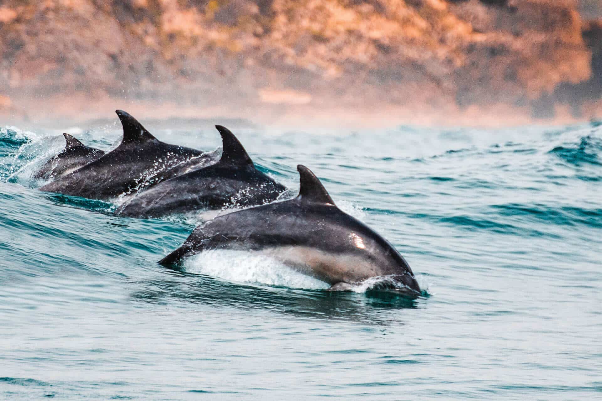 Four dolphins jump through the waves in Plettenberg Bay located in South Africa's Garden Route