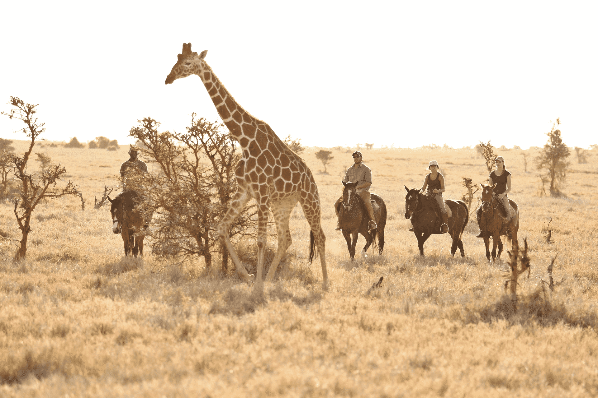 Guests see giraffe on a horseback safari in Kenya
