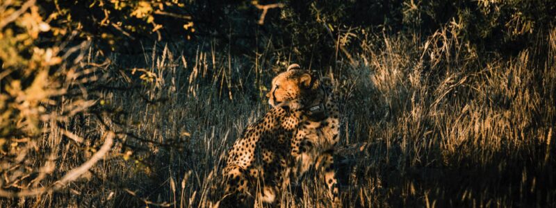 Excursions-Cheetah-walk