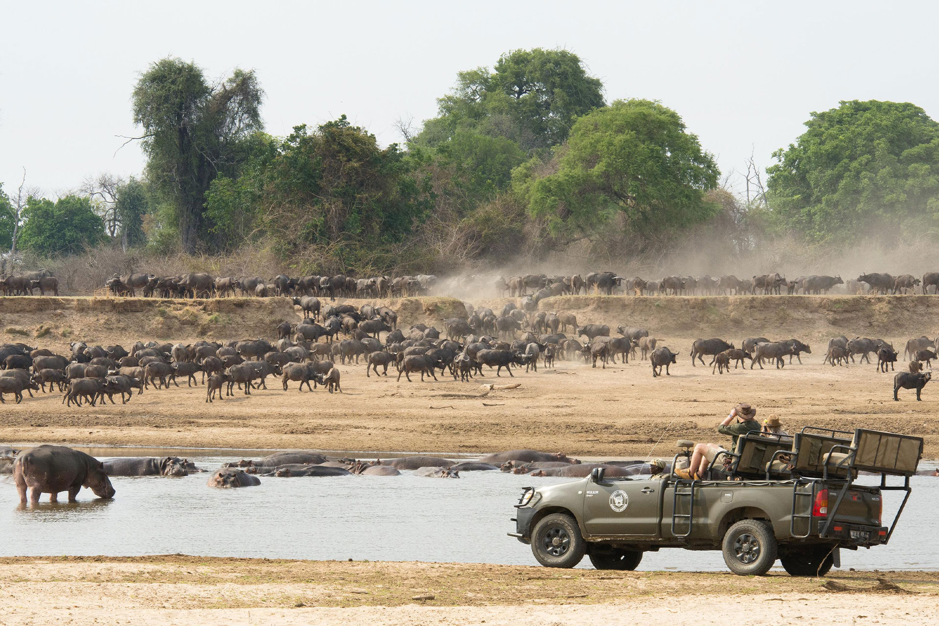 Hippos and wildebeest on a safari in Africa.