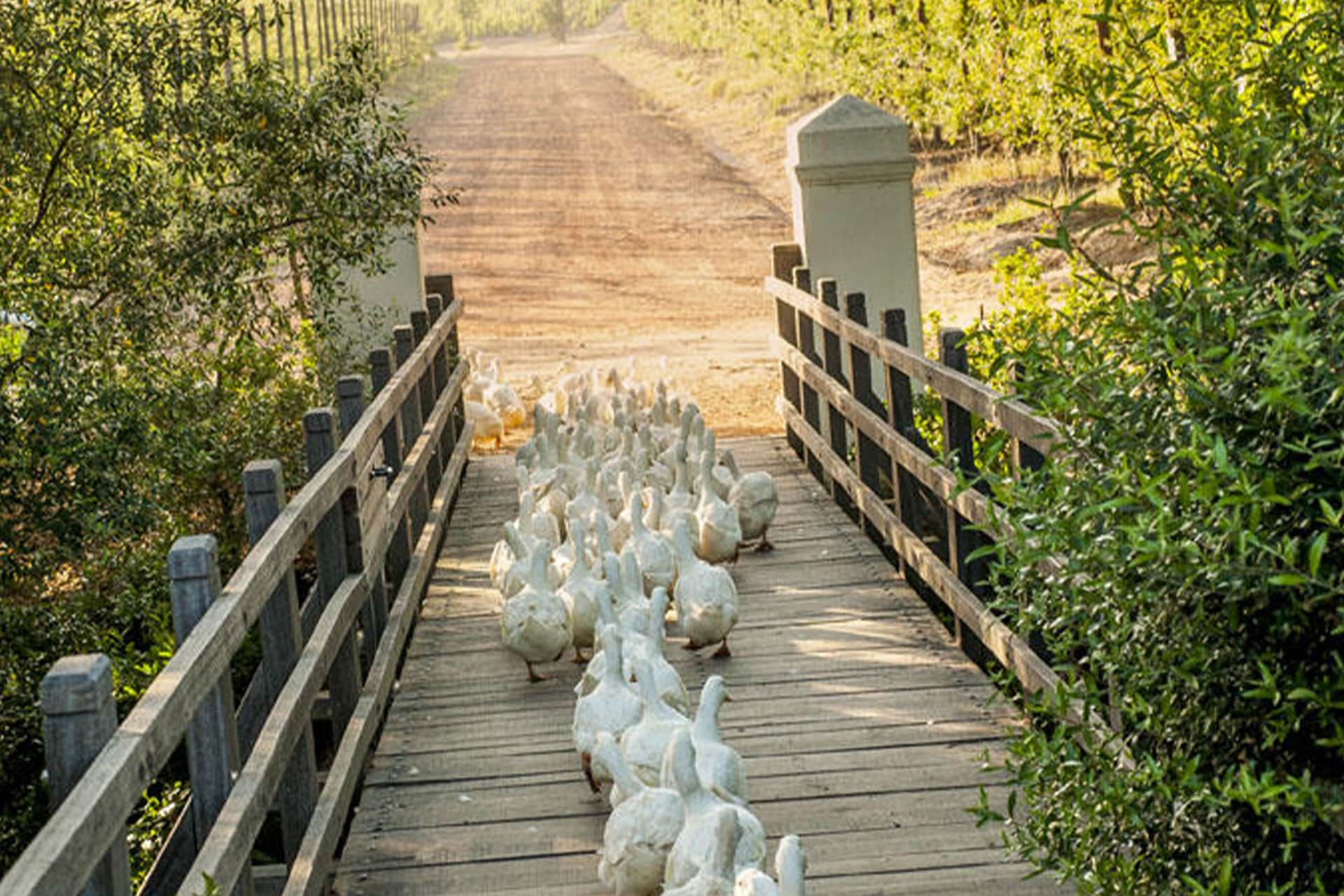 Geese walking over a bridge at Babylonstoren Farm and Hotel