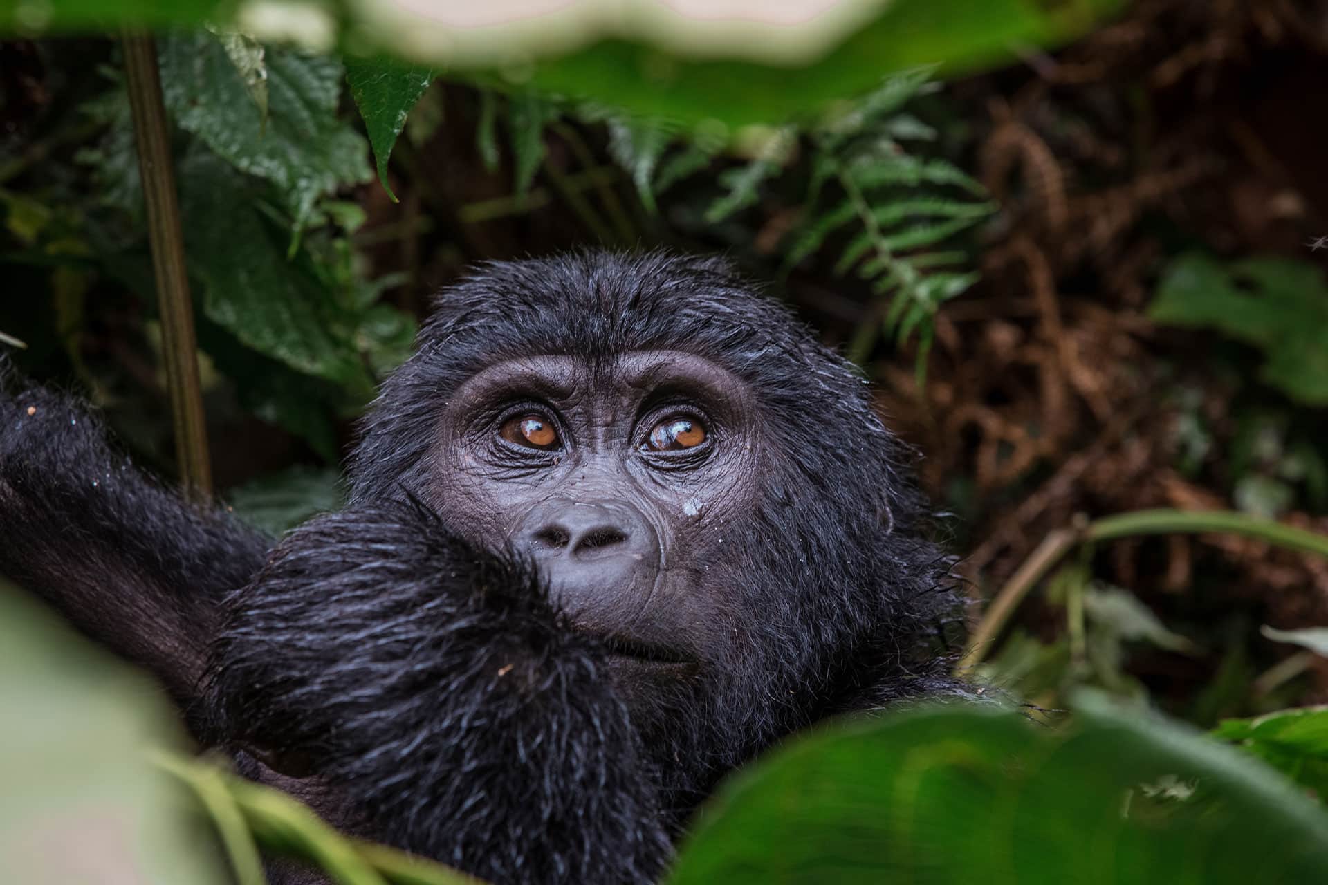 A mountain gorilla in Volcanoes National Park, Rwanda