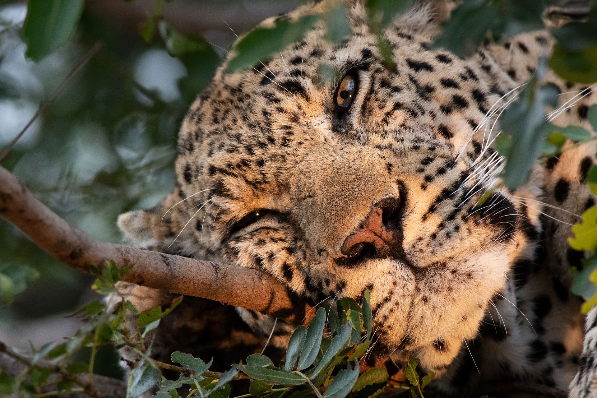 A leopard spotted in a tree during a safari in Africa.