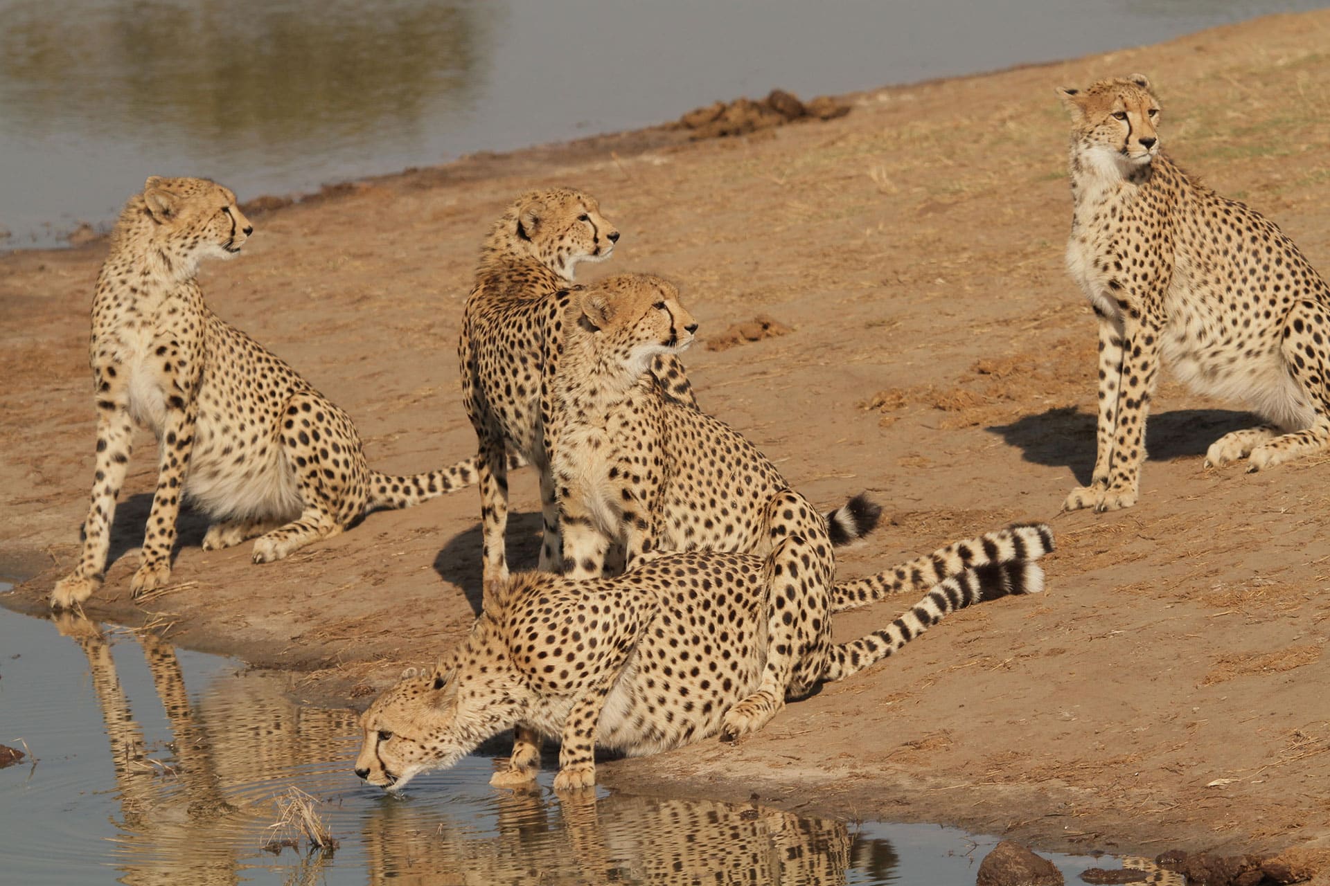 Cheetahs drinking from a waterhole at The Hide in Zimbabwe