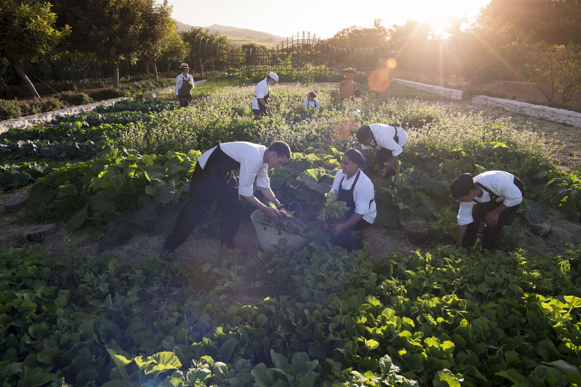 Chefs in a garden collecting vegetables at Babylonstoren Farm and Hotel