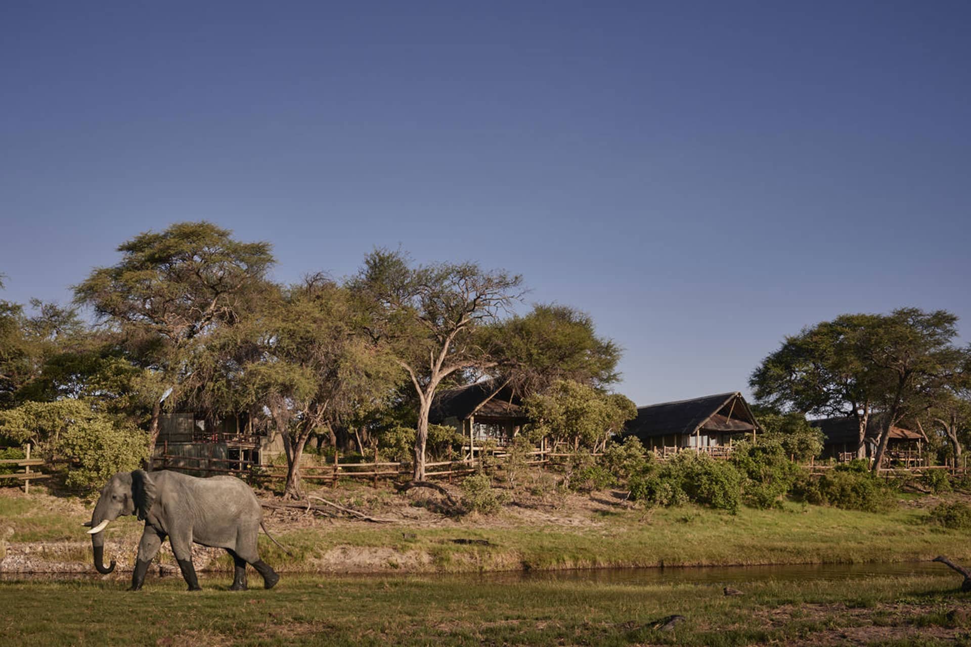 An elephant at the waterhole at Savute Elephant Lodge in Botswana