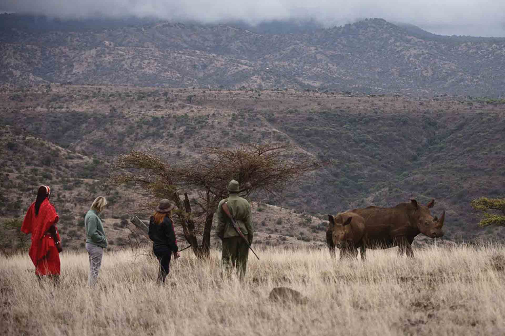 Rhino conservation in Lewa Conservancy