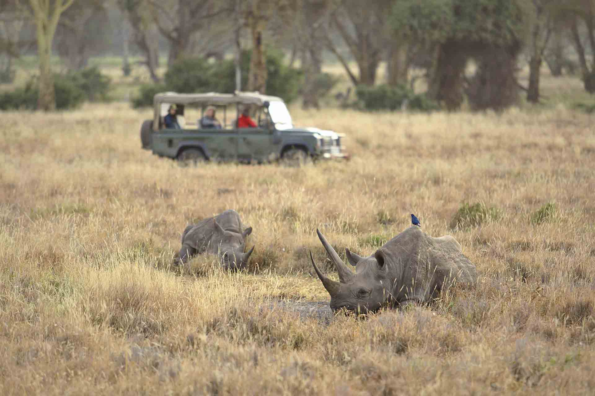 Rhinos spotted on a game drive through the Lewa Conservancy
