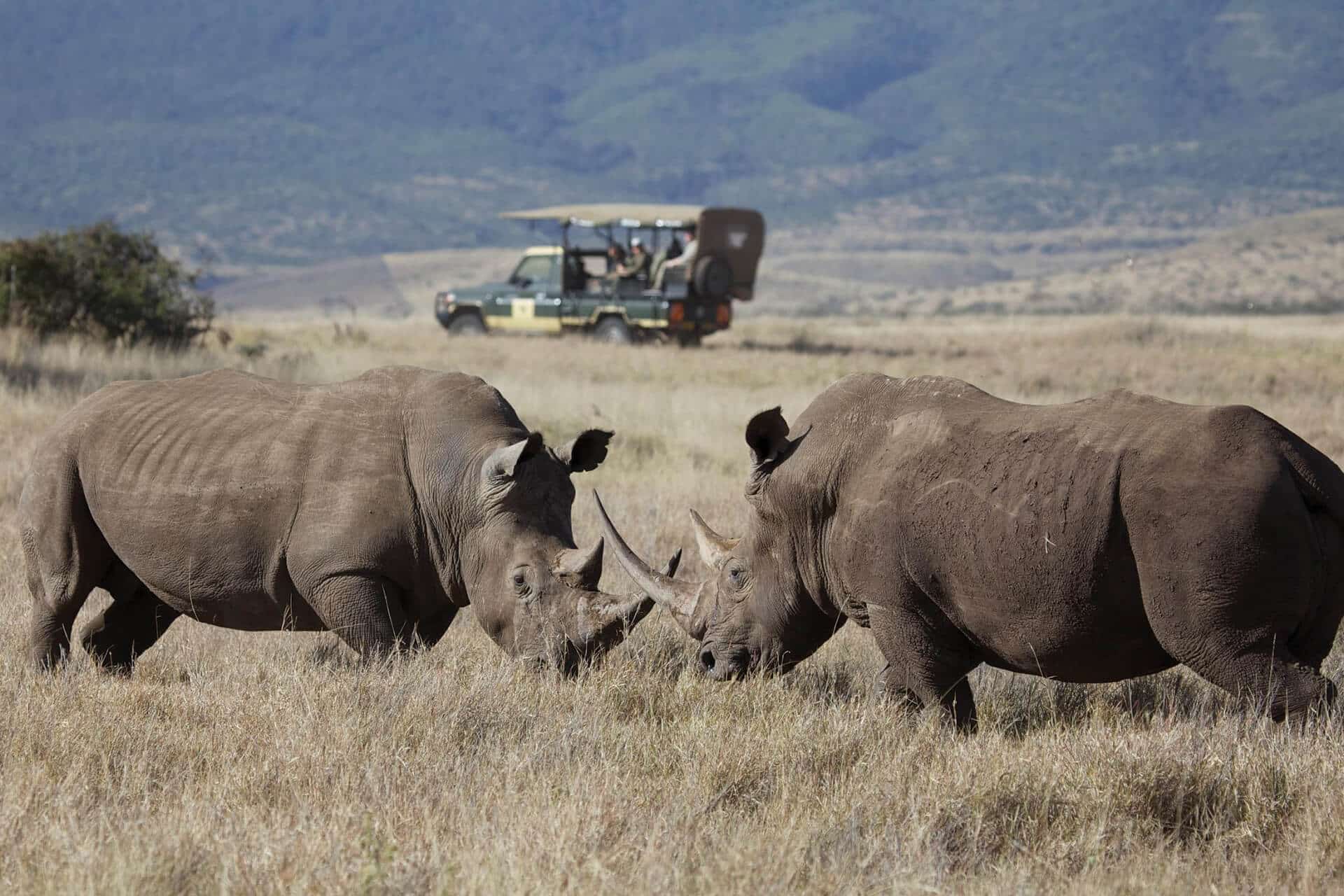 Two large black rhinos and a safari vehicle in Lewa Wildlife Conservancy