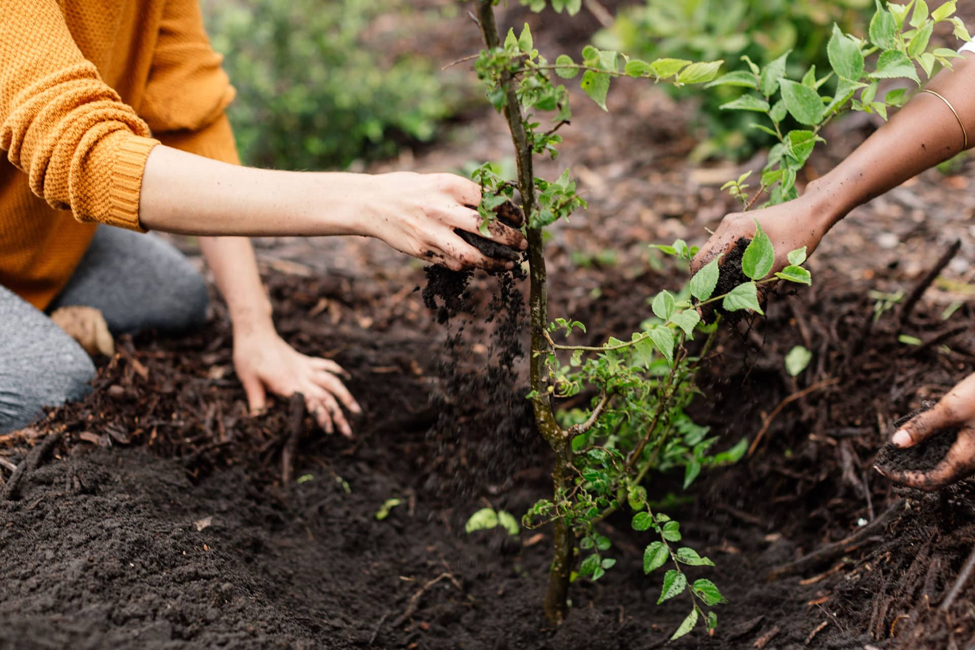 A woman’s hands in the soil planting a tree for Greenpop.