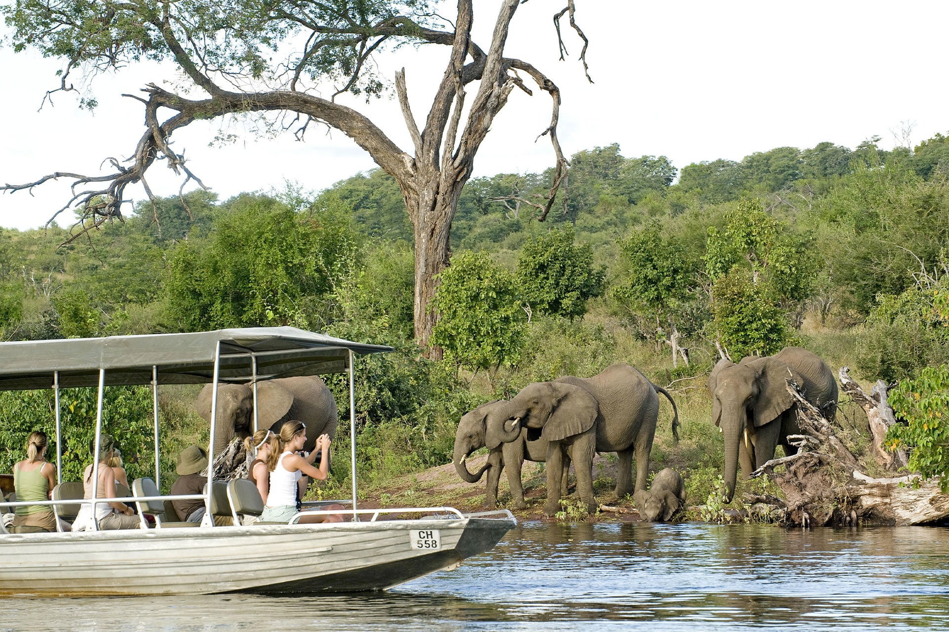 A boat of people watching elephants drinking from a river at Chobe