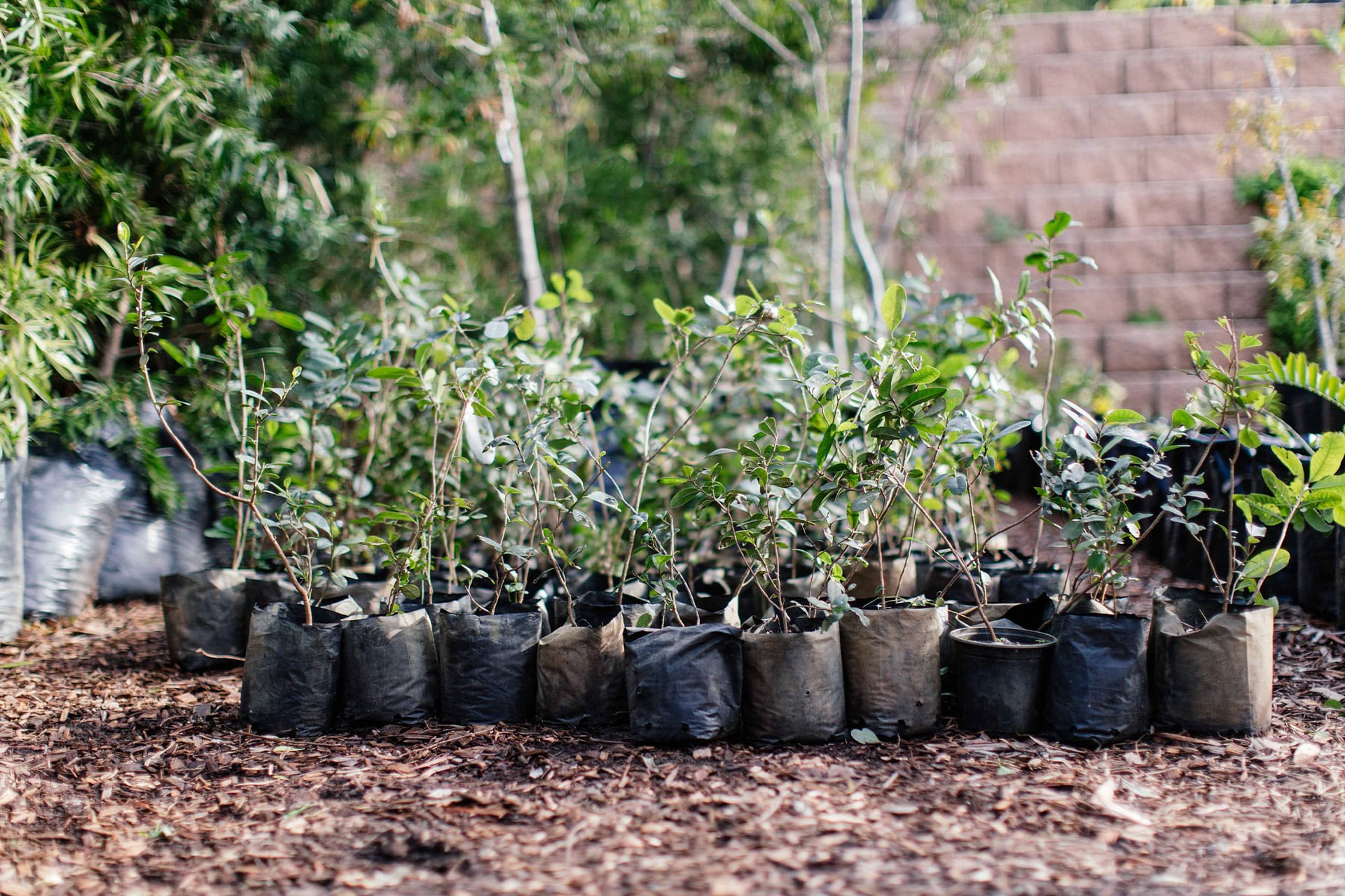 Young tree saplings waiting to be planted.