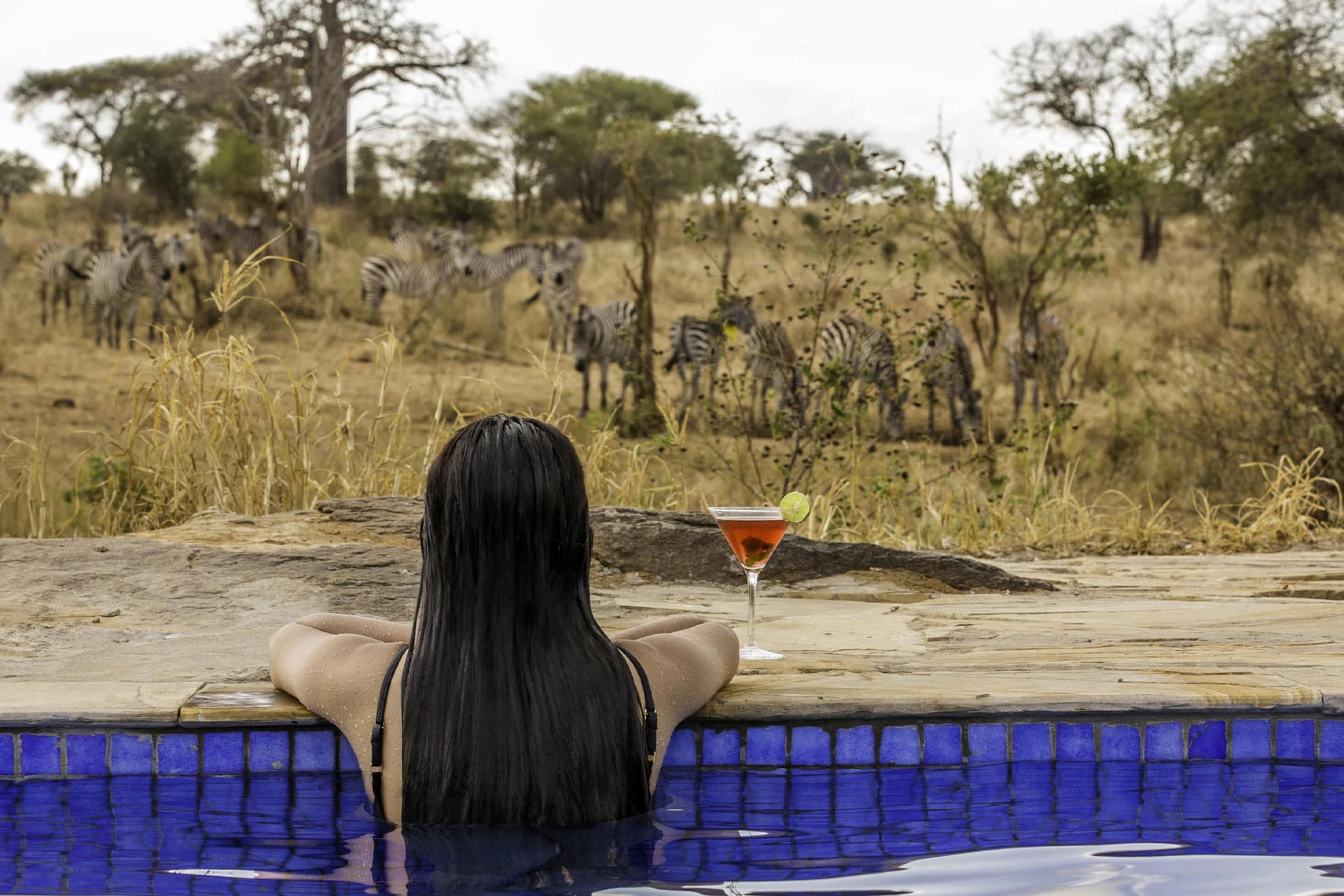 A woman in swimming pool with a cocktail watching Zebras drink at a waterhole.