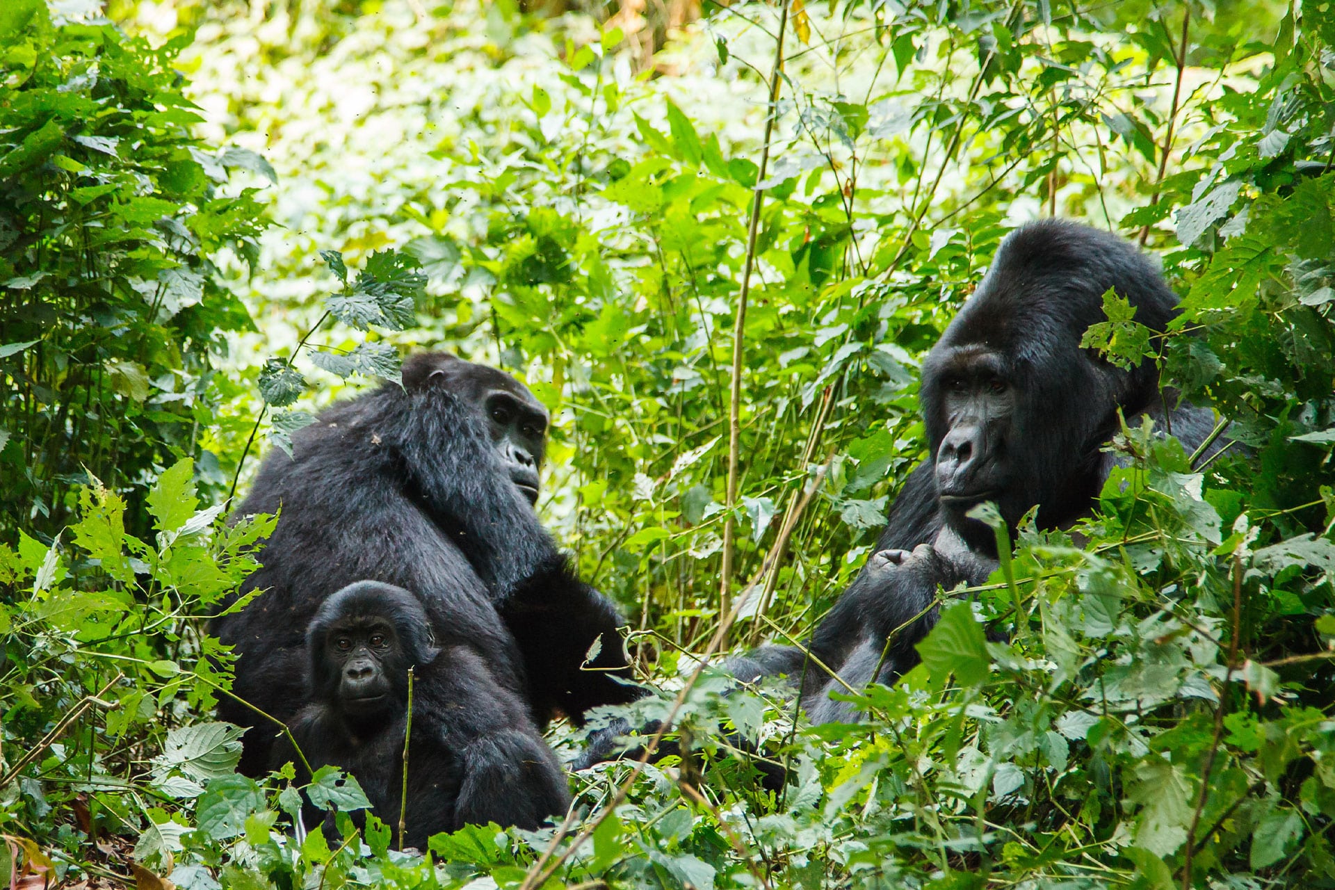 A family of mountain gorillas in Volcanoes National Park