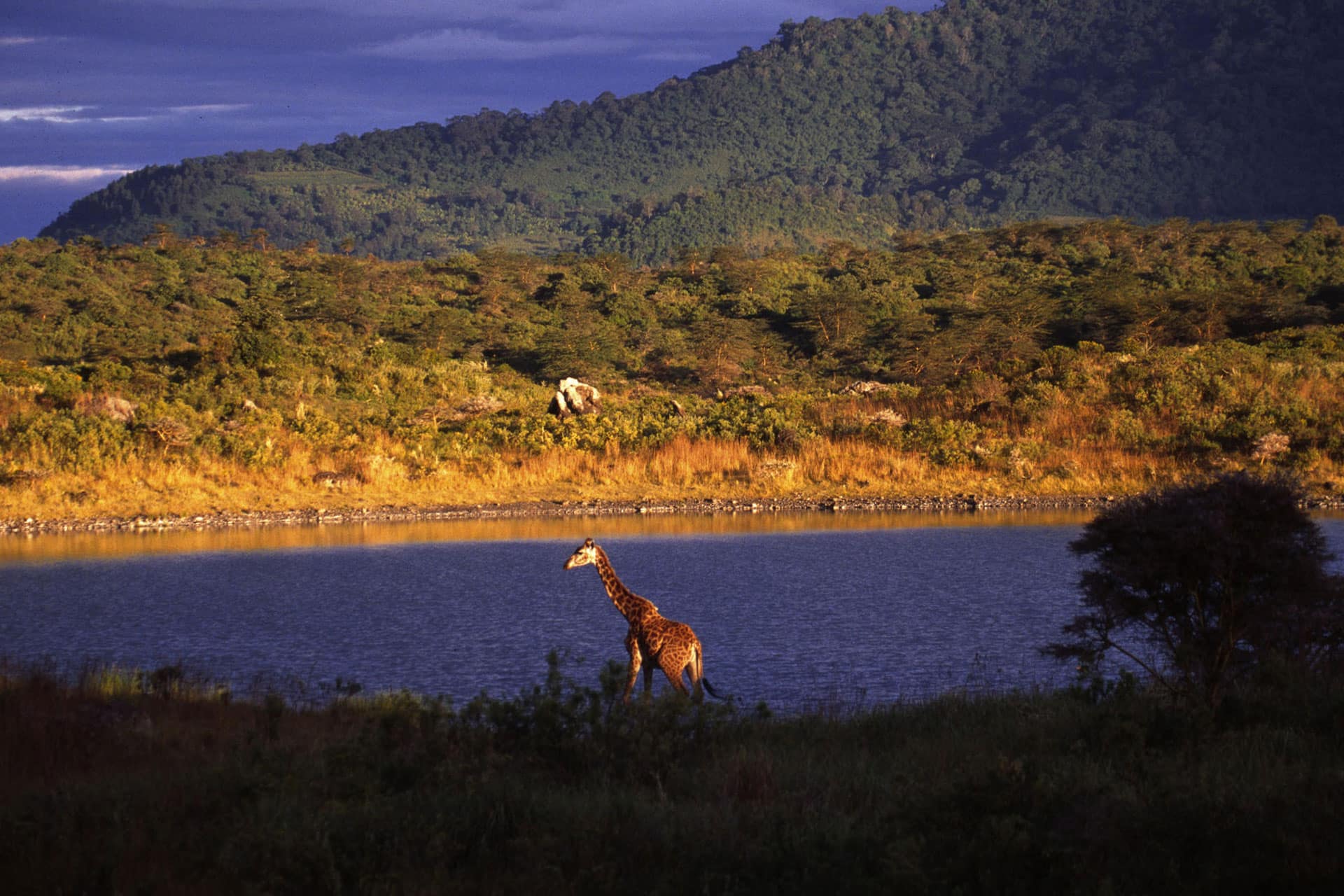 A giraffe and a waterhole in Arusha National Park