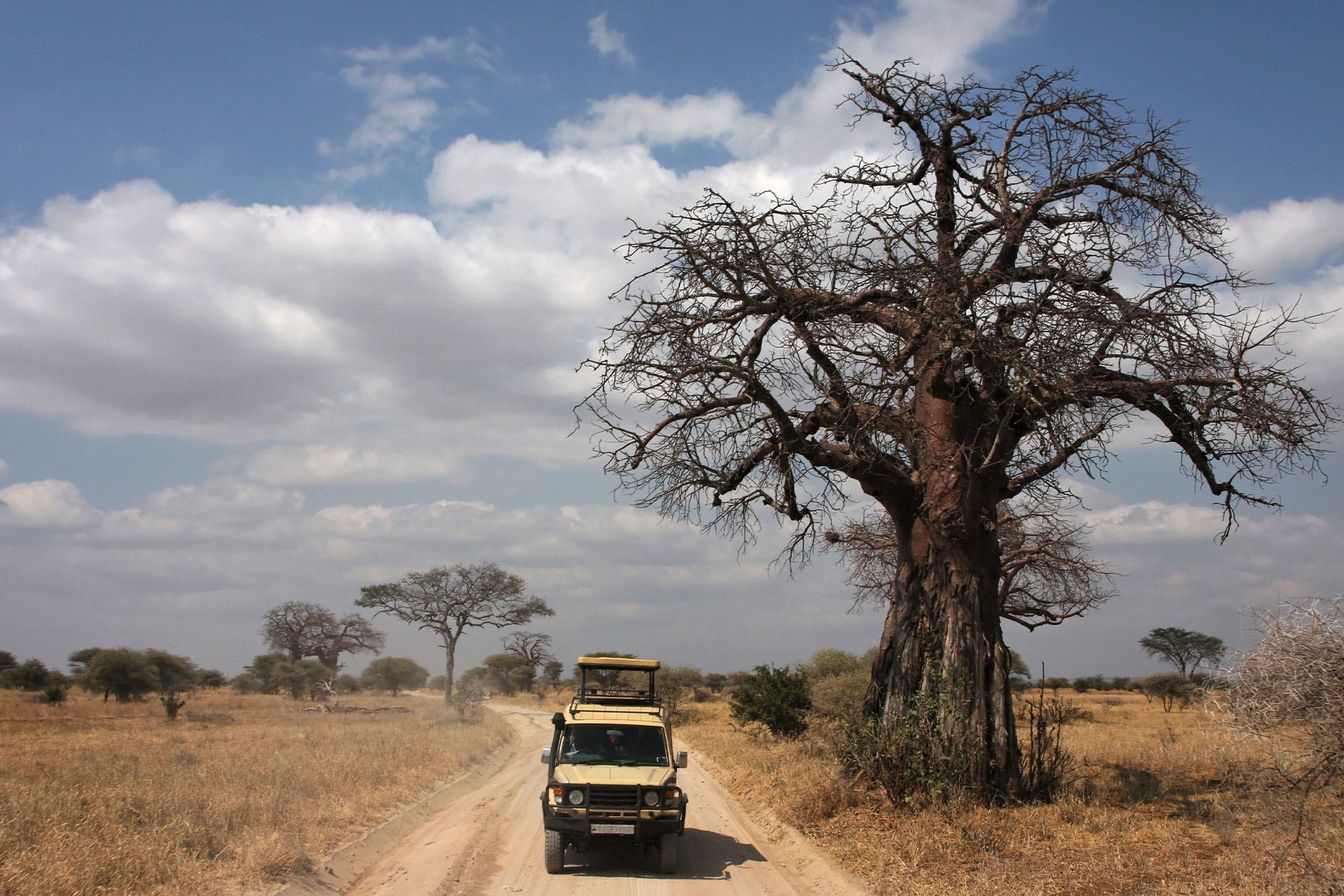 A baobab tree on safari in Tarangire National Park in Tanzania