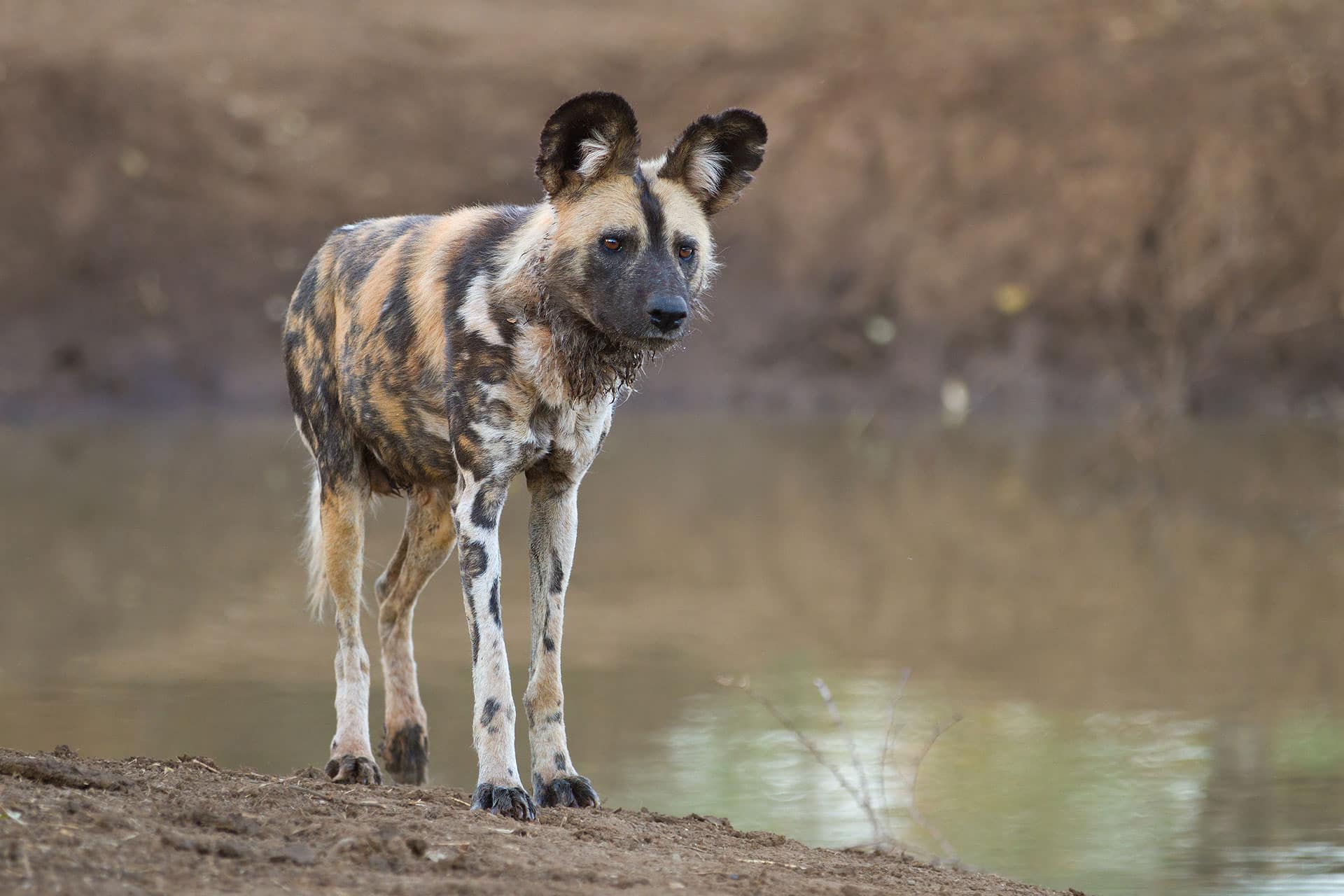 A wild dog at a waterhole spotted on a safari in Africa in Kruger