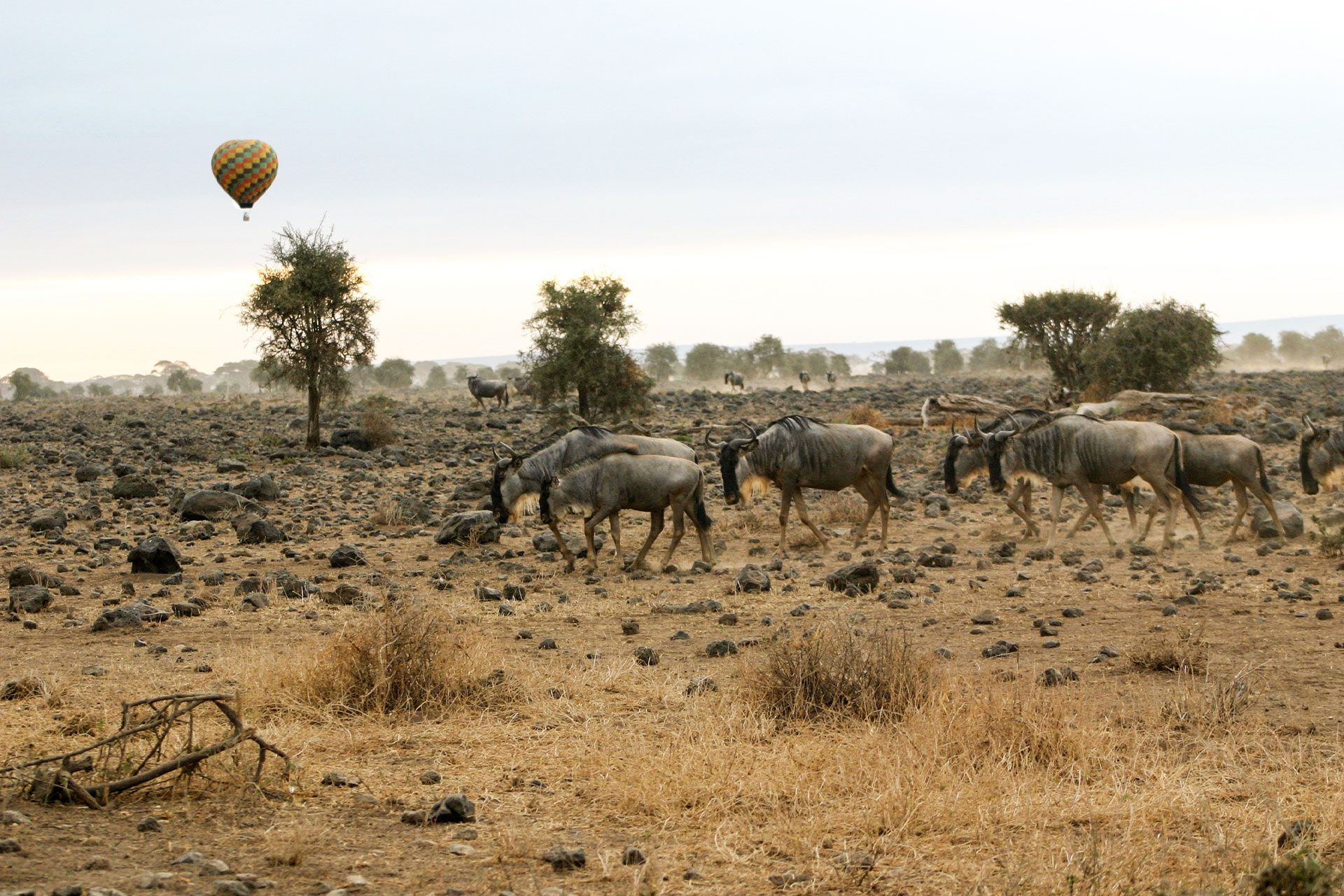 A hot air balloon safari in the Serengeti in East Africa