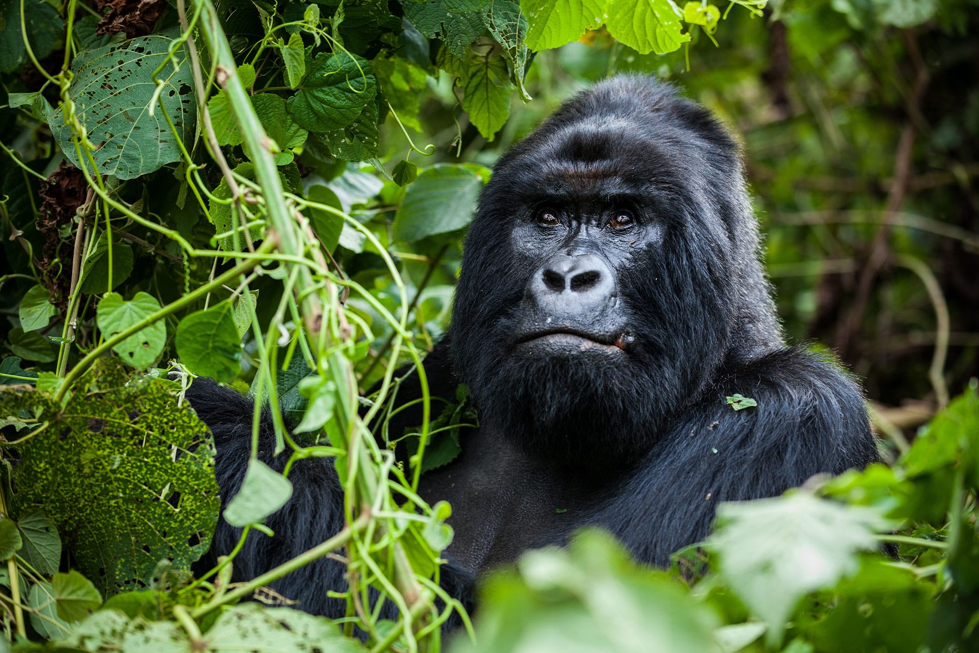 A mountain gorilla in the jungle of Volcanoes National Park in Rwanda in East Africa on a gorilla trekking safari