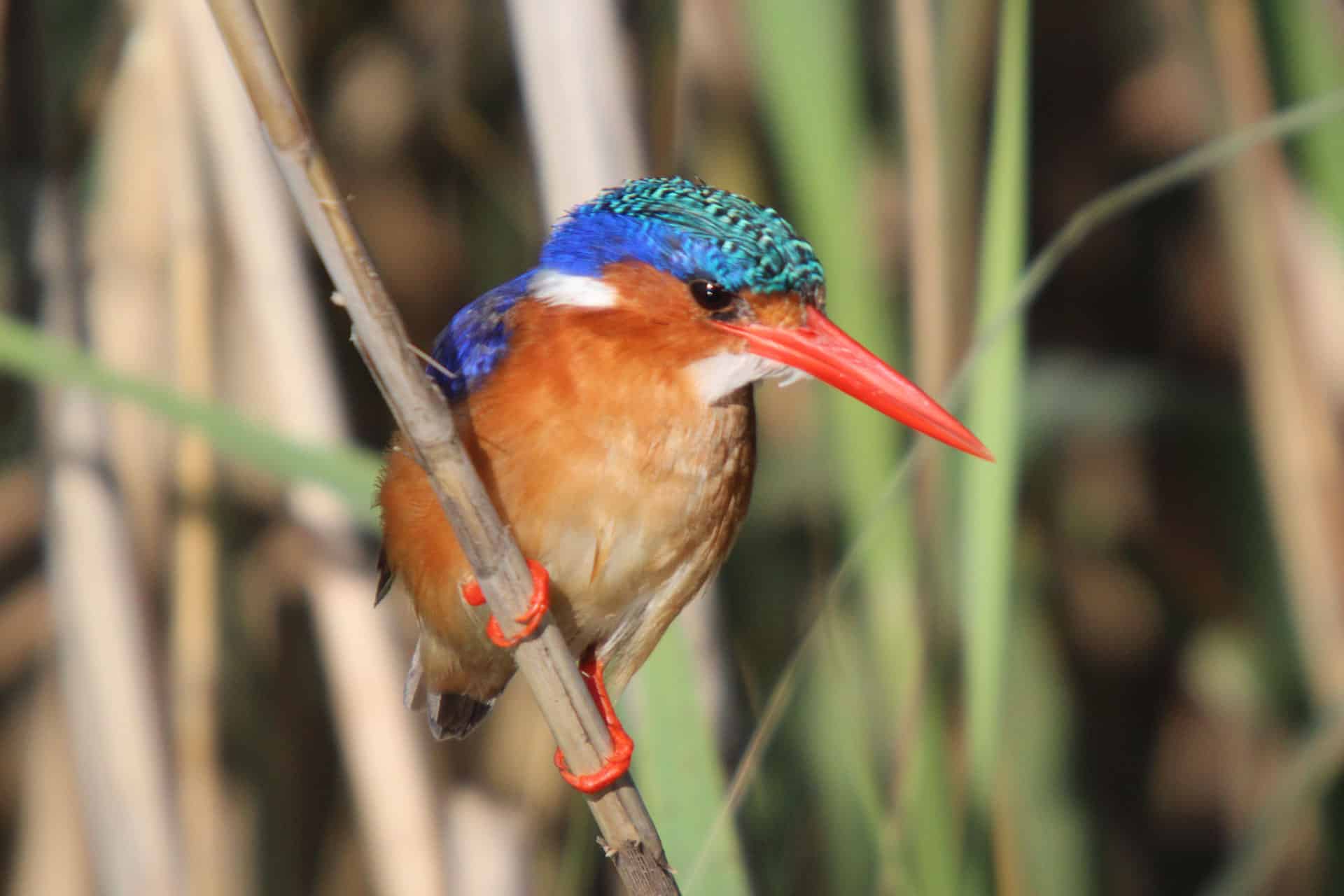 A malachite kingfisher bird perched on a reed in the Okavango Delta